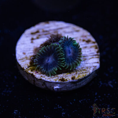 BF Zoa Special A09