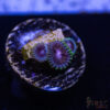 TRSC 11012025 ZOA A10