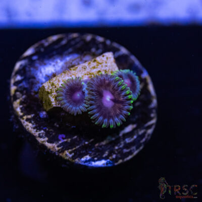 BF Zoa Special A10