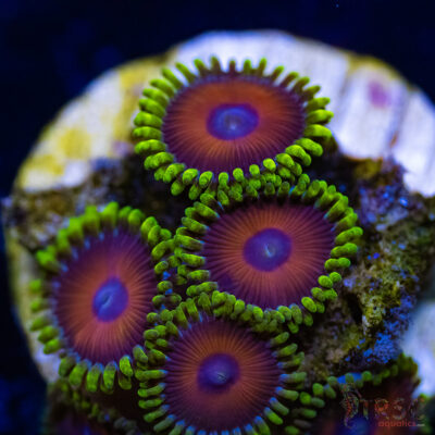 BF Zoa Special B01