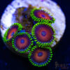 TRSC 11012025 ZOA B02