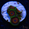 BF Zoa Special B03 2 TRSC 11012025 ZOA B03