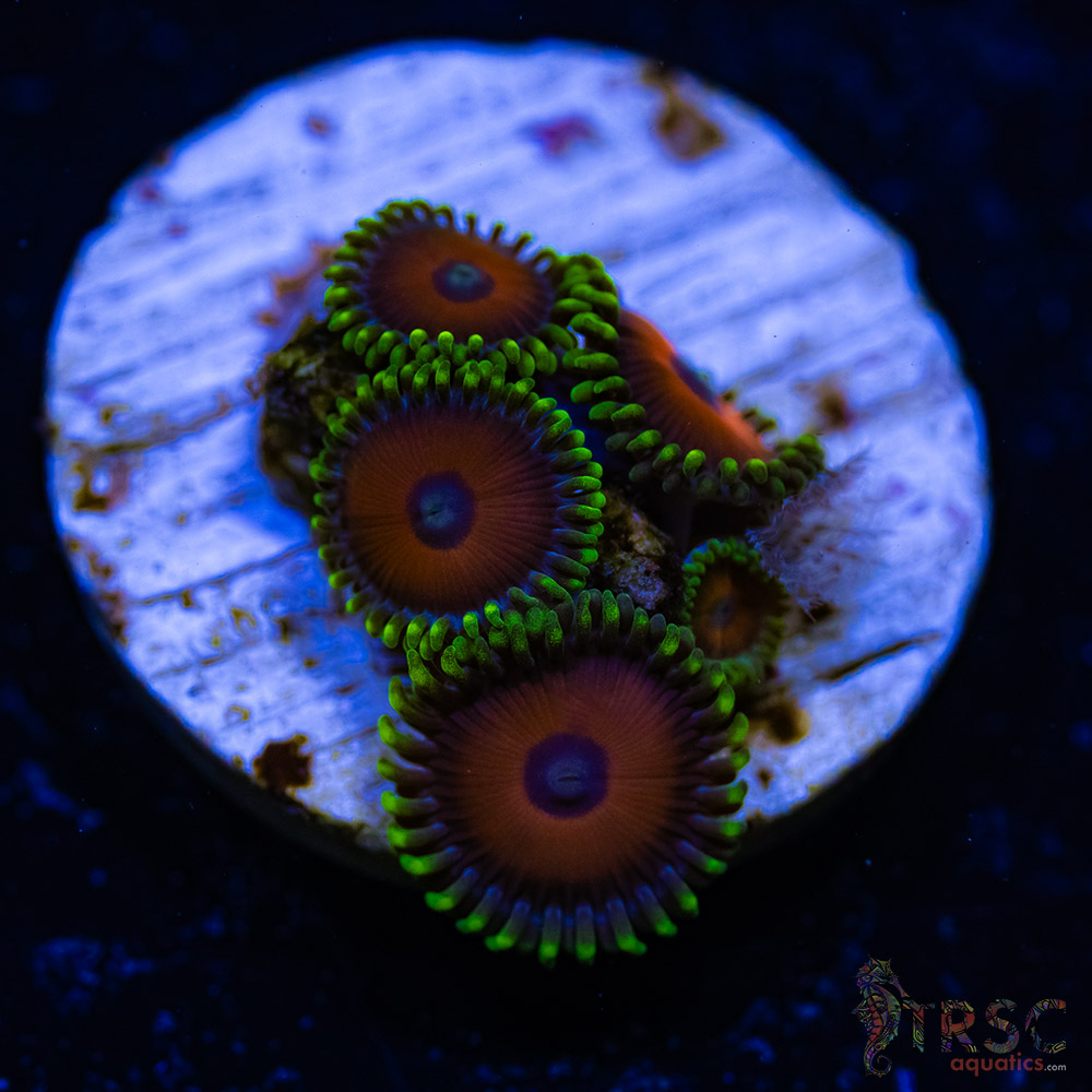 BF Zoa Special B03 3 BF Zoa Special B03
