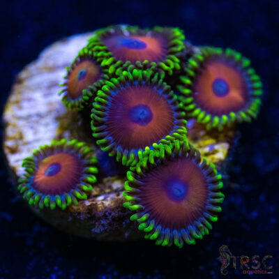 BF Zoa Special B05