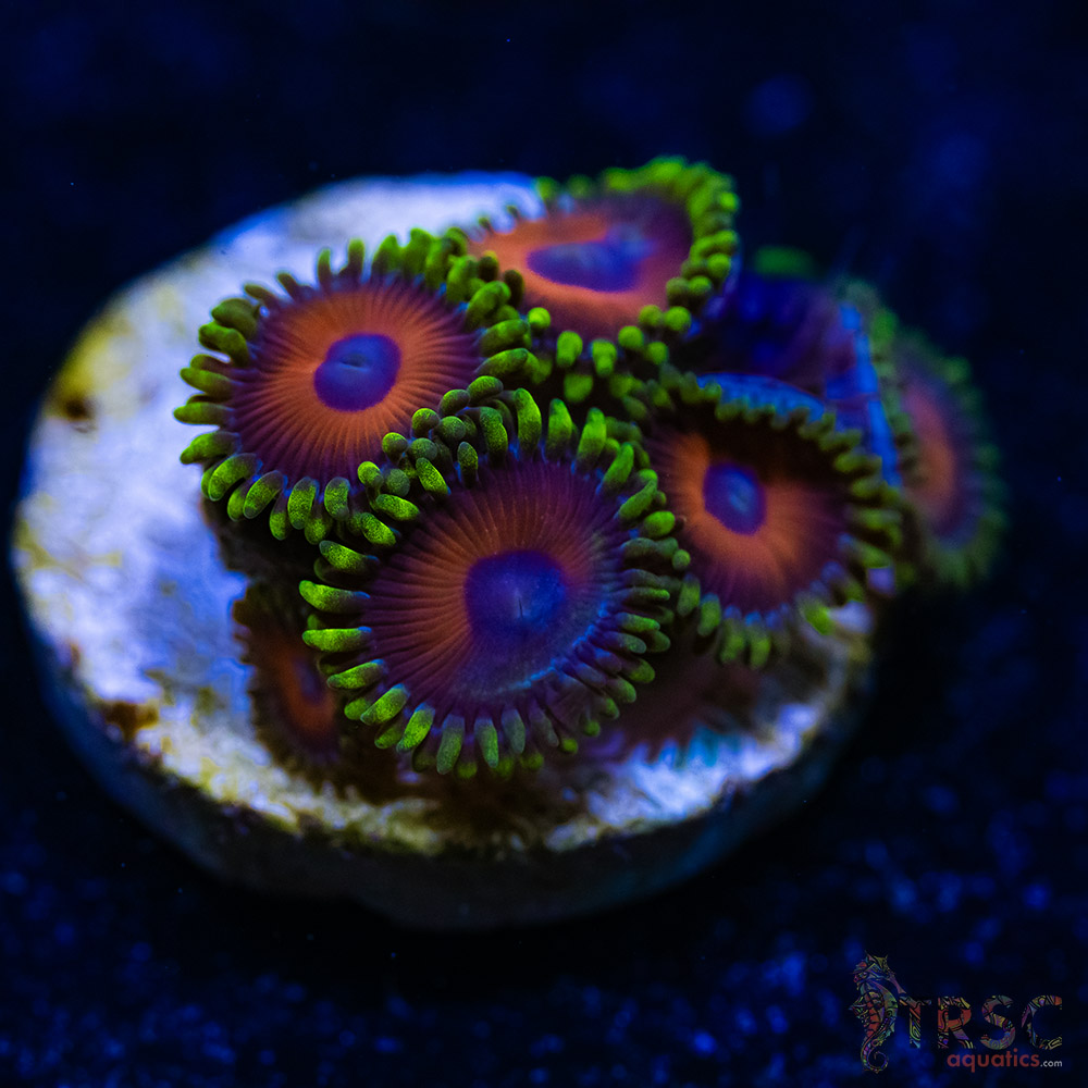BF Zoa Special B06 3 BF Zoa Special B06