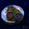 BF Zoa Special B07 1 TRSC 11012025 ZOA B07