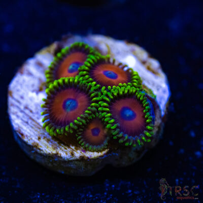 BF Zoa Special B04