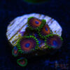TRSC 11012025 ZOA B08