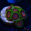 BF Zoa Special B09 1 TRSC 11012025 ZOA B09