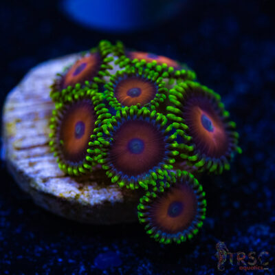 BF Zoa Special B09