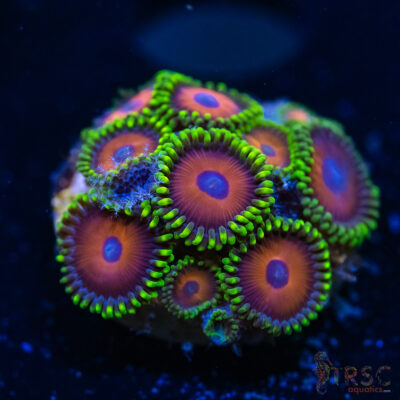 BF Zoa Special B10