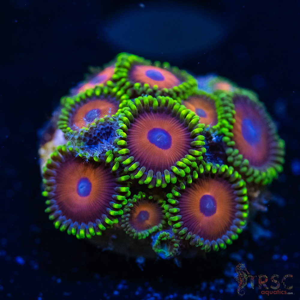 BF Zoa Special B10 3 BF Zoa Special B10