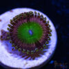 BF Zoa Special C01 1 TRSC 11012025 ZOA C01