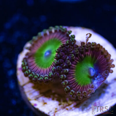 BF Zoa Special C02