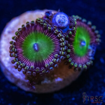 BF Zoa Special C03