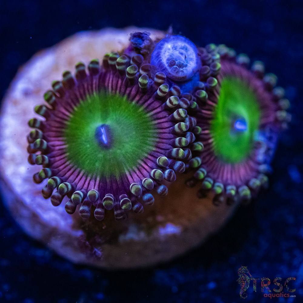 BF Zoa Special C03 3 BF Zoa Special C03