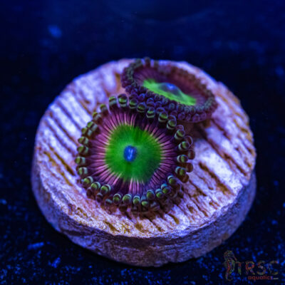 BF Zoa Special C04