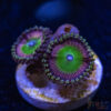 TRSC 11012025 ZOA C05