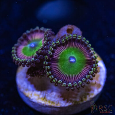 BF Zoa Special C05