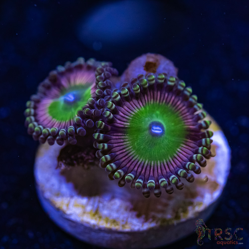 BF Zoa Special C05 3 BF Zoa Special C05
