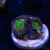 TRSC 11012025 ZOA C06