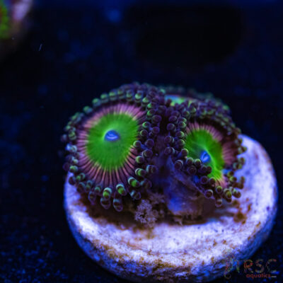 BF Zoa Special C06