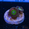 BF Zoa Special C10 1 TRSC 11012025 ZOA C10