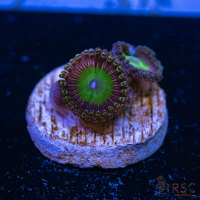 BF Zoa Special C10