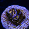 BF Zoa Special D01 1 TRSC 11012025 ZOA D01