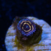 BF Zoa Special D02 1 TRSC 11012025 ZOA D02