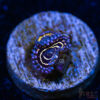 TRSC 11012025 ZOA D03