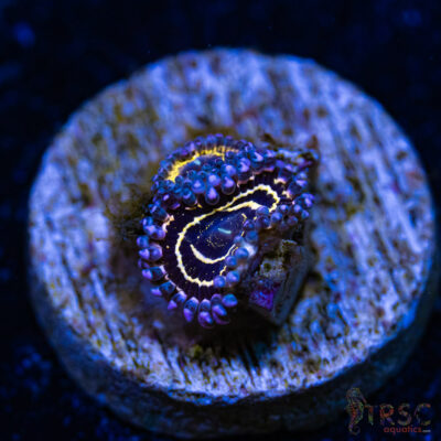 BF Zoa Special D03