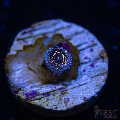 BF Zoa Special D04