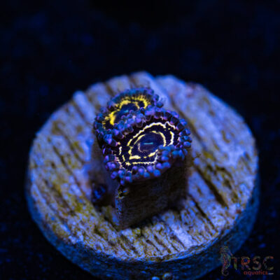 BF Zoa Special D05