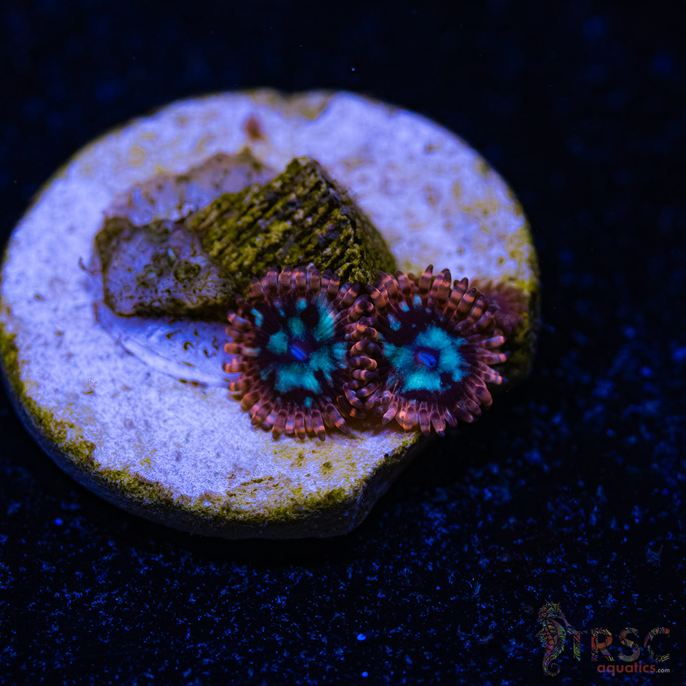BF Zoa Special D06 3 BF Zoa Special D06