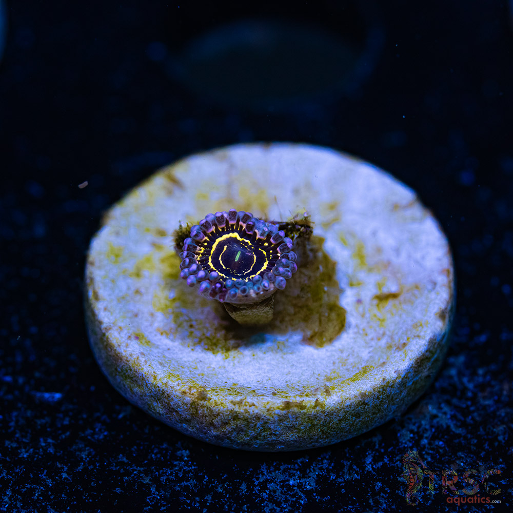 BF Zoa Special D10 3 BF Zoa Special D10