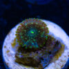 BF Zoa Special E01