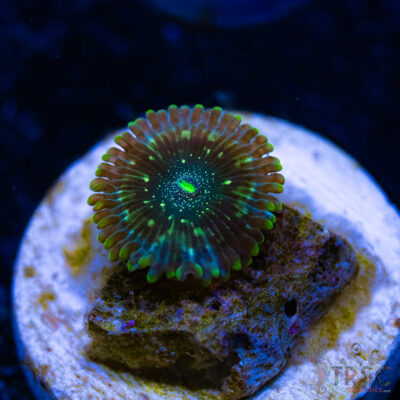 BF Zoa Special E01