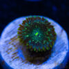 BF Zoa Special E02