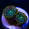 TRSC 11012025 ZOA E03