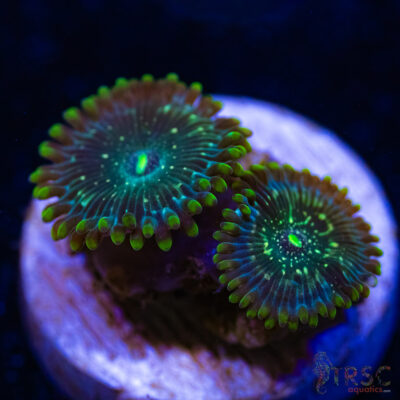BF Zoa Special E03