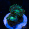 TRSC 11012025 ZOA E04