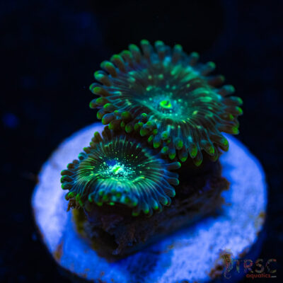 BF Zoa Special E04