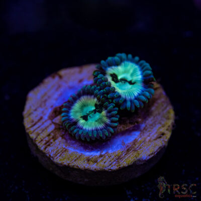 BF Zoa Special E05