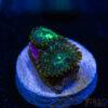 TRSC 11012025 ZOA E06