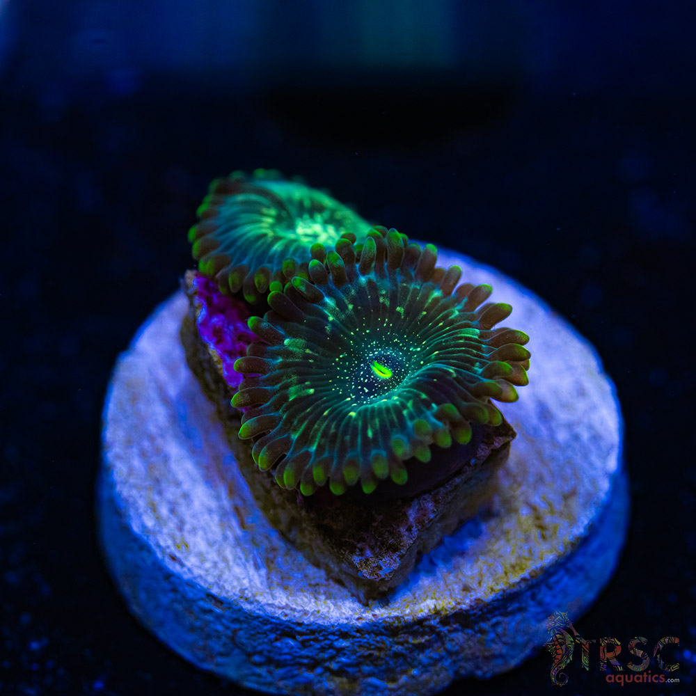 BF Zoa Special E06 3 BF Zoa Special E06