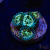 BF Zoa Special E07 1 TRSC 11012025 ZOA E07