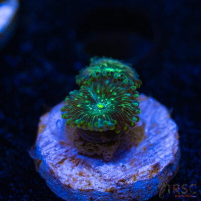 BF Zoa Special E08