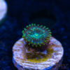 TRSC 11012025 ZOA E09