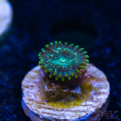 BF Zoa Special E09